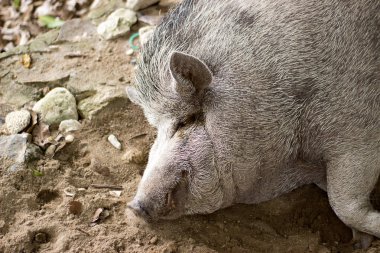 Şişko şirin domuz güzel bir evcil hayvan olduğunu