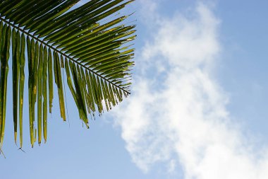 Mavi bir gökyüzü beyaz bulut ile yeşil palmiye yaprağı