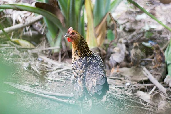 Kyckling promenader i en sommarträdgård med sina kycklingar — Stockfoto