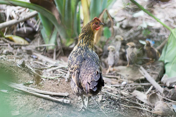 Pollo protege a sus polluelos de humanos . — Foto de Stock