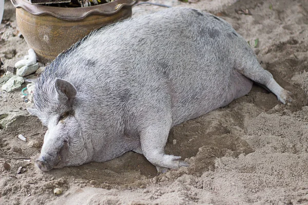 Huge fat pig sleeping on sand and watching dreams