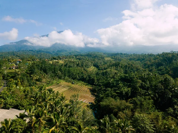 Vista Montanha Floresta Com Terraço Arroz Bali — Fotografia de Stock