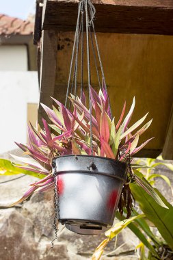 Bir backet bahçe dekor için doğal dracaena