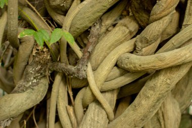 Bazı ahşap kökleri doğal örgüler içinde iç içe.