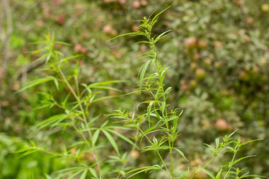 Esrar elma bahçesinde yeşil çalı.