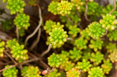 Crassulaceae. Hendek stonecrop aile. Yeşil doğal ev etli.