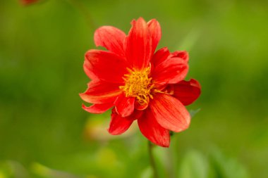 Dahlia tek güzellik doğal kırmızı çiçek