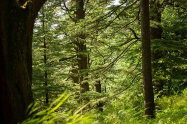 Yeşil pinetree orman orman güneşli ışık ile.