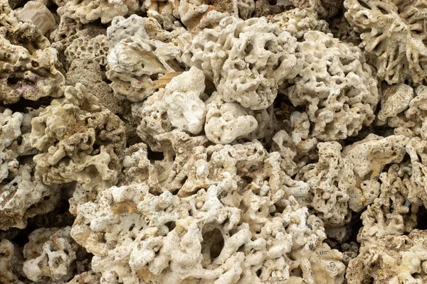 Grey dry coral texture. Environmental problem concept.