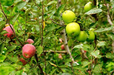 İki tipes bir ağaç üzerinde Apple. Yeşil ve kırmızı.