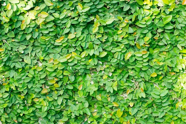 Güzel yeşil taze duvar küçük yaprakları ile.