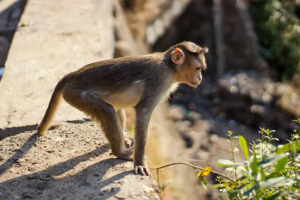 Un mono curioso está observando a alguien abajo. — Foto de Stock