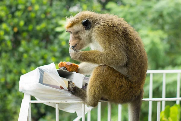 Un mono está comiendo cuidadosamente un pastel robado. — Foto de Stock