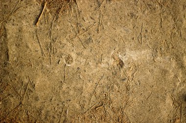 Kum ve Noel ağacı iğneler doku