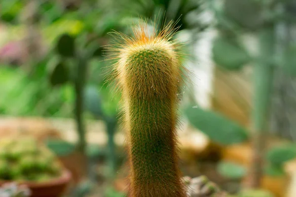 Cactus esponjoso verde con agujas amarillas en el jardín — Foto de Stock