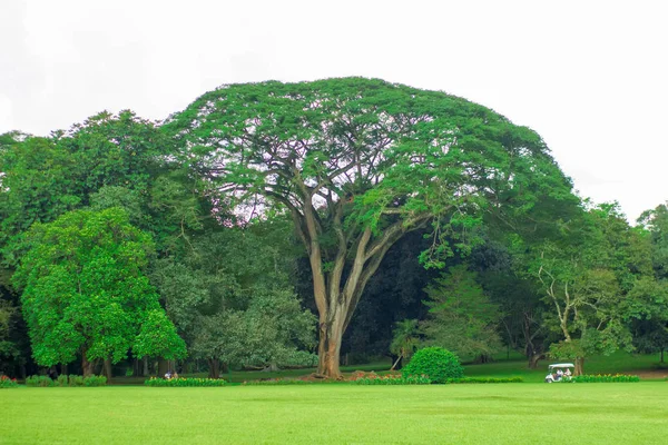 Un enorme árbol en el Jardín Botánico de Sri Lanka —  Fotos de Stock