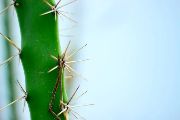 Agujas de macro de cactus sobre fondo azul . — Foto de Stock