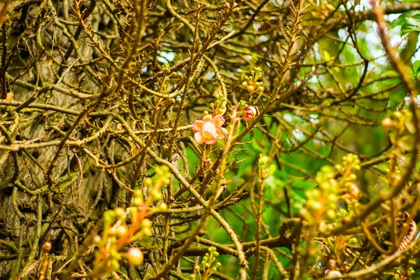 Flores rosadas de cesalpinia en una rama . — Foto de Stock