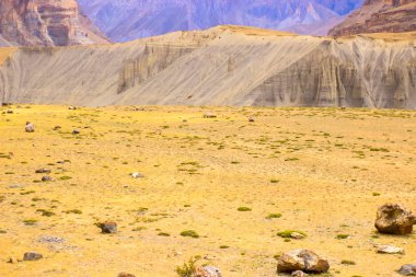 Harika sarı çayır Himalayalar'da yüksek.