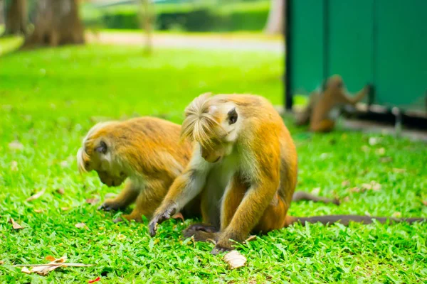 Dos monos buscando algo en la hierba — Foto de Stock