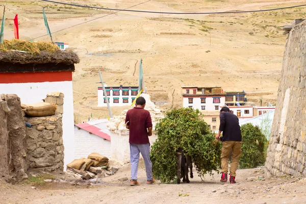 Τα γαϊδούρια κουβαλάνε ένα φορτίο πράσινου αρακά σε ένα χωριό. — Φωτογραφία Αρχείου