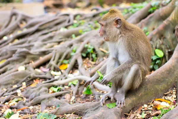 Mono sentado en la raíz del árbol y comiendo hojas — Foto de Stock