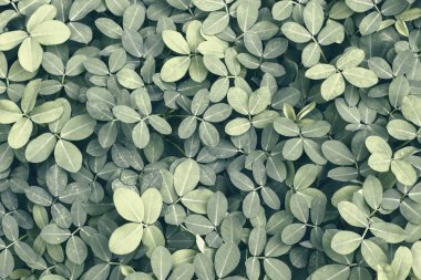 Flowerbed soluk yeşil bitkiler için duvar kağıdı