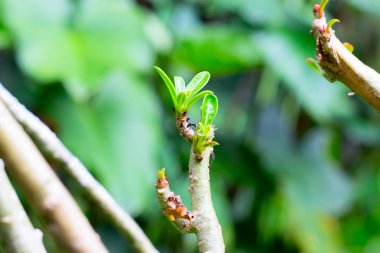 Taze yeşil bir ağaç bud filizlenmiş yaprakları.