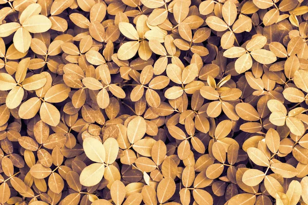 Flowerbed altın renkli bitkiler için duvar kağıdı