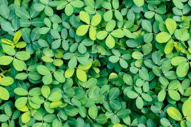 Kapak taze parlak yeşil bitkiler için duvar kağıdı