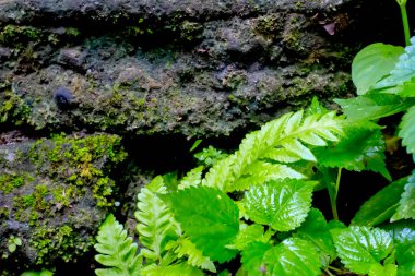 Arka plan gri duvar ile yeşil taze bitkiler 