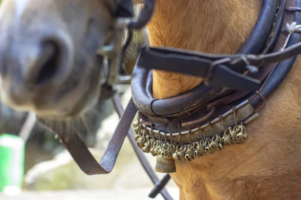 Cloches sur un traîneau à chevaux décorer et donner un signal — Photo