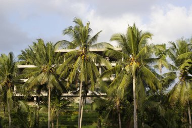 Palmiye ağaçlarının arkasında yeni bir otel inşa ediliyor.