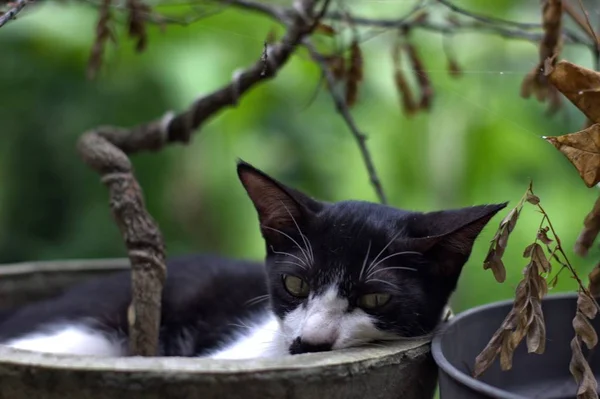 Eine junge Katze liegt in einem Blumentopf neben einem verdorrten Baum und blickt in die Kamera. — Stockfoto