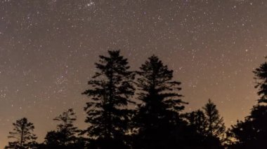 Yaprak dökmeyen ağaçlar siluet zaman atlamalı üzerinde gece gökyüzünde yıldızlar