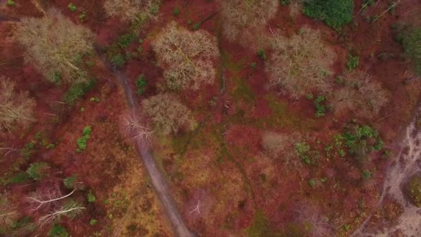 秋季景观空中无人机镜头 树木和秋天的颜色 — 图库视频影像