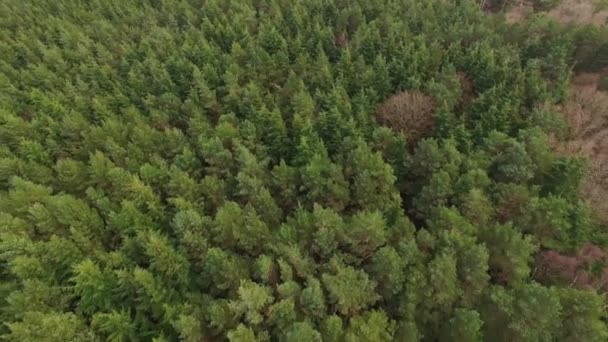 Grön Skog Flyover Drone Bilder Träd Landsbygden — Stockvideo