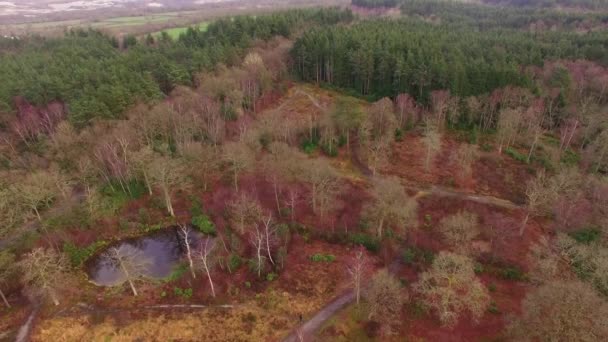 Árboles Otoñales Lago Paisaje Aéreo Drones Colores Otoño — Vídeos de Stock