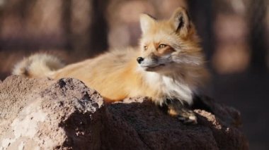 Fox, ağır çekim portresi