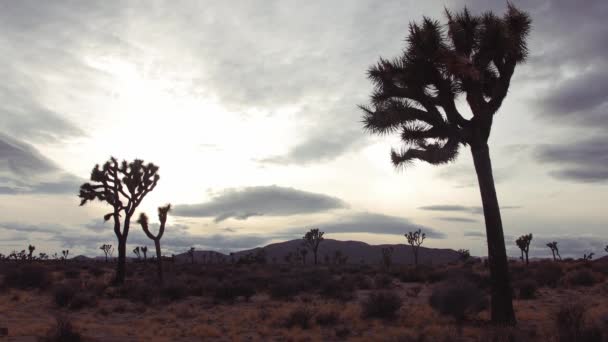 Joshua Tree Silhouettes contre ciel nuageux d'hiver, Californie USA 