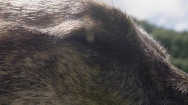 Portre köpek - göz yanıp sönen, kapat
