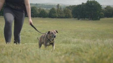 Köpek parkında yürüyüş / yeşil çayır - ağır çekim