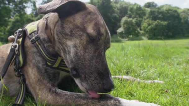 可爱的狗舔爪子在公园的肖像 — 图库视频影像