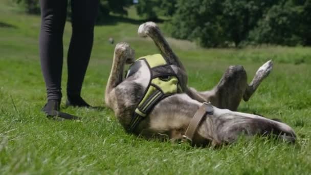 公園で綱にペット犬の散歩 夏の日の緑の草原 — ストック動画