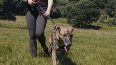 Köpek parkında yürüyüş / yeşil çayır - ağır çekim