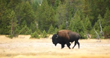 Vahşi Bison / Buffalo Yellowstone Milli Parkı, Wyoming dolaşım