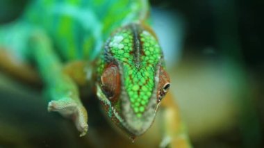 Bukalemun kertenkele yakın makro yukarı