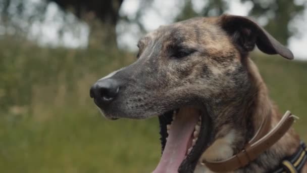 狗打呵欠的画像 灰狗或德国牧羊人发怒养殖 — 图库视频影像