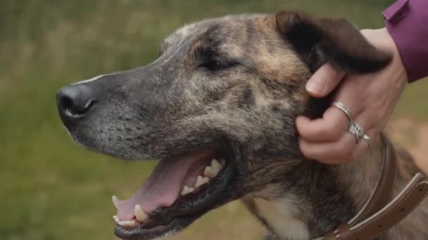 Accarezzare Cane Compagnia Nel Parco Close — Video Stock