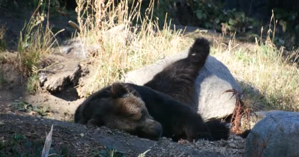 Urso Marrom Dormindo Com Perna Rocha Cativeiro — Vídeo de Stock